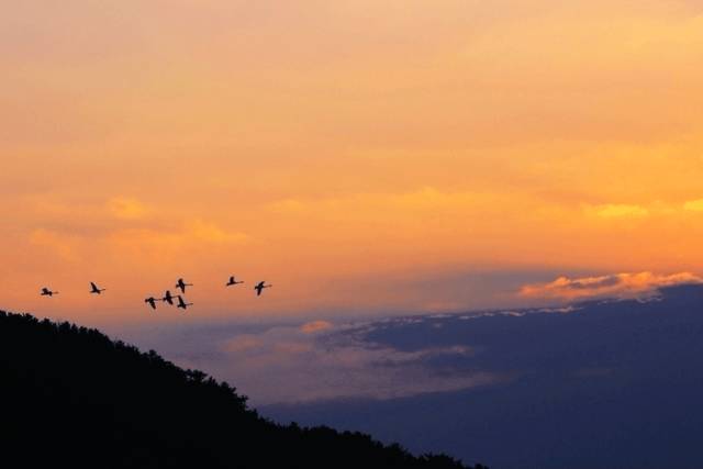 解读丨庄子思想中的鲲鹏精神
