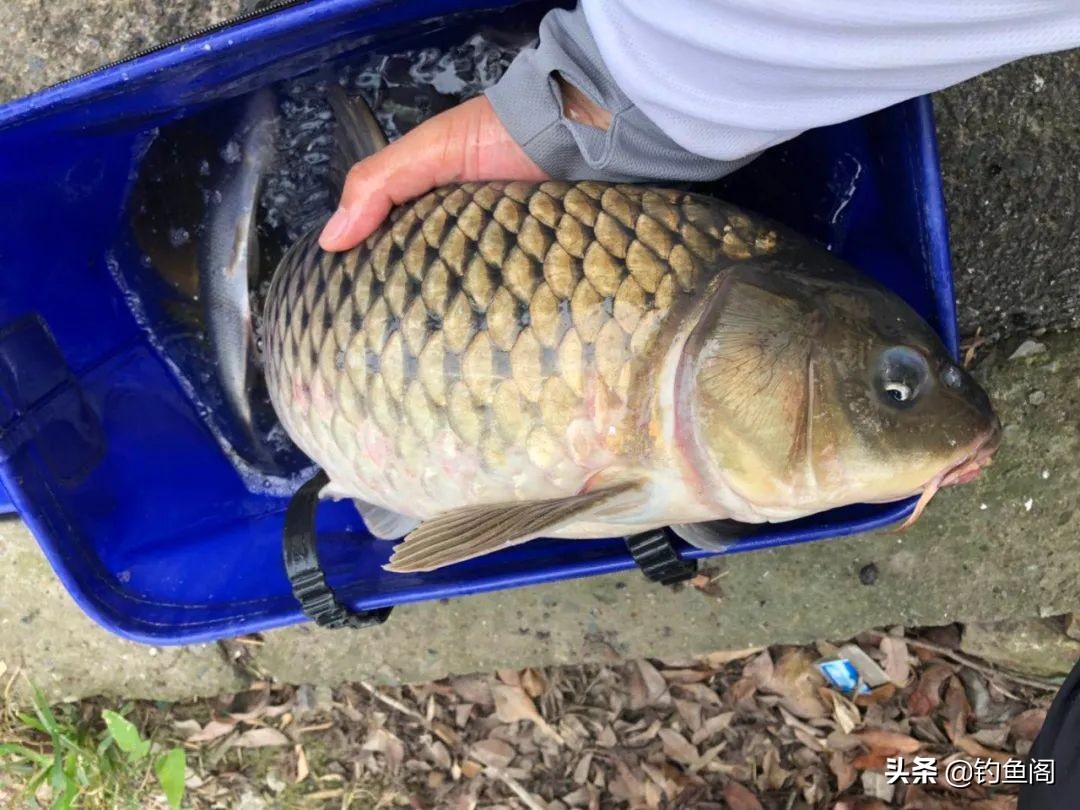 野钓中鱼最快的方法,野钓上鱼最快方法
