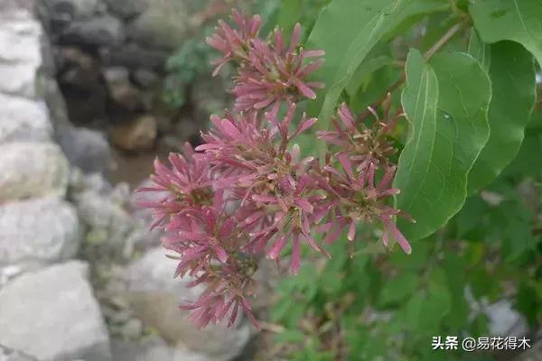 珍稀又漂亮的国家级保护植物,国家重点保护野生植物女神之花