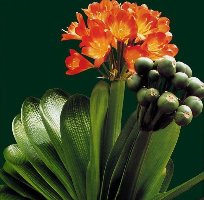 君子兰种子发小芽后怎么处理,君子兰长种子后怎么处理