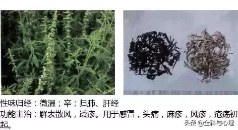 史上最全中草药图谱（附主治功效）（一）