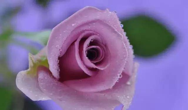 每天学习一点点花卉,100种常见玫瑰品种