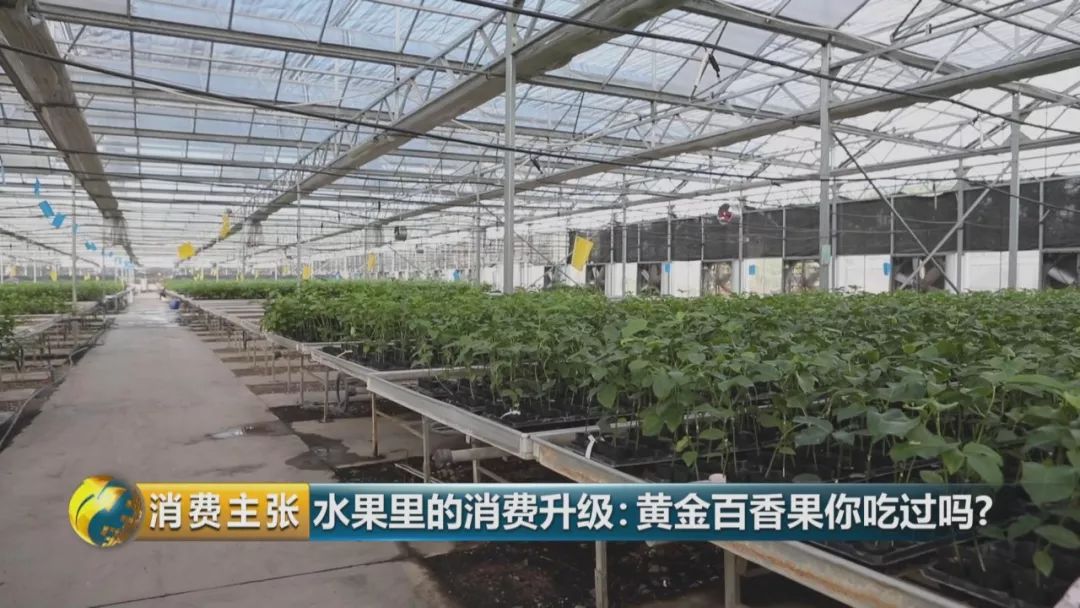 黄金百香果和台农百香果区别,黄金百香果和百香果哪个营养高