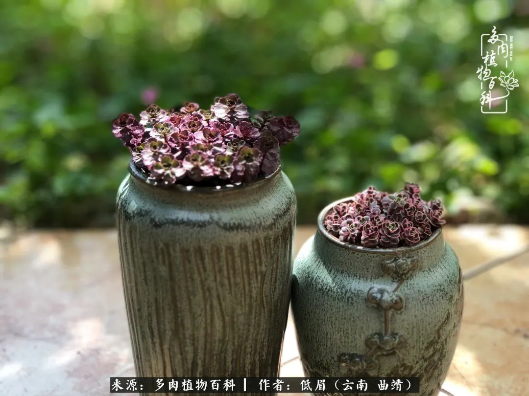 多肉怎么养度夏,多肉怎么养之度夏篇