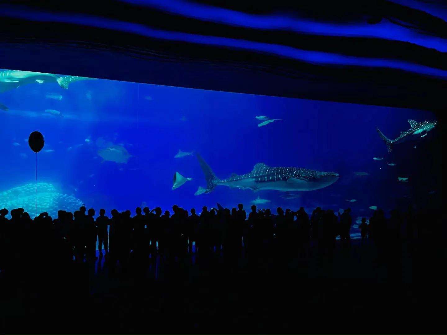 珠海长隆旅游攻略带孩子一日游,珠海长隆马戏团游记