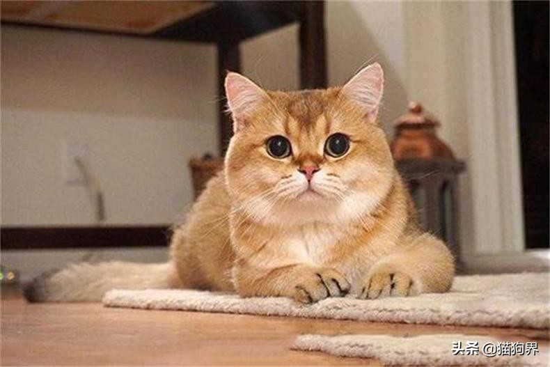 猫主子厌食怎么解决,猫主子病了怎么办