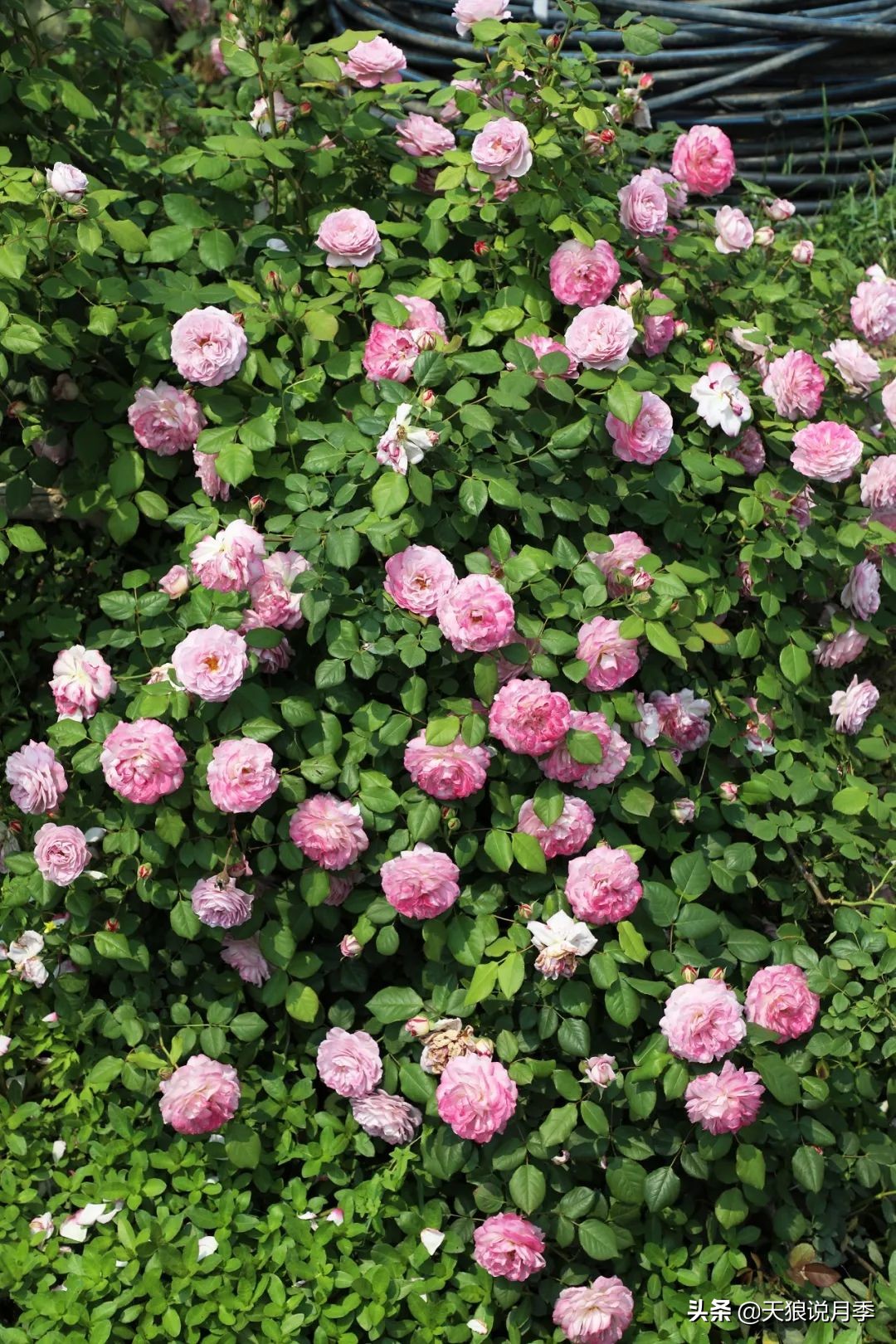 四月最浪漫的蔷薇花,最浪漫的四月花