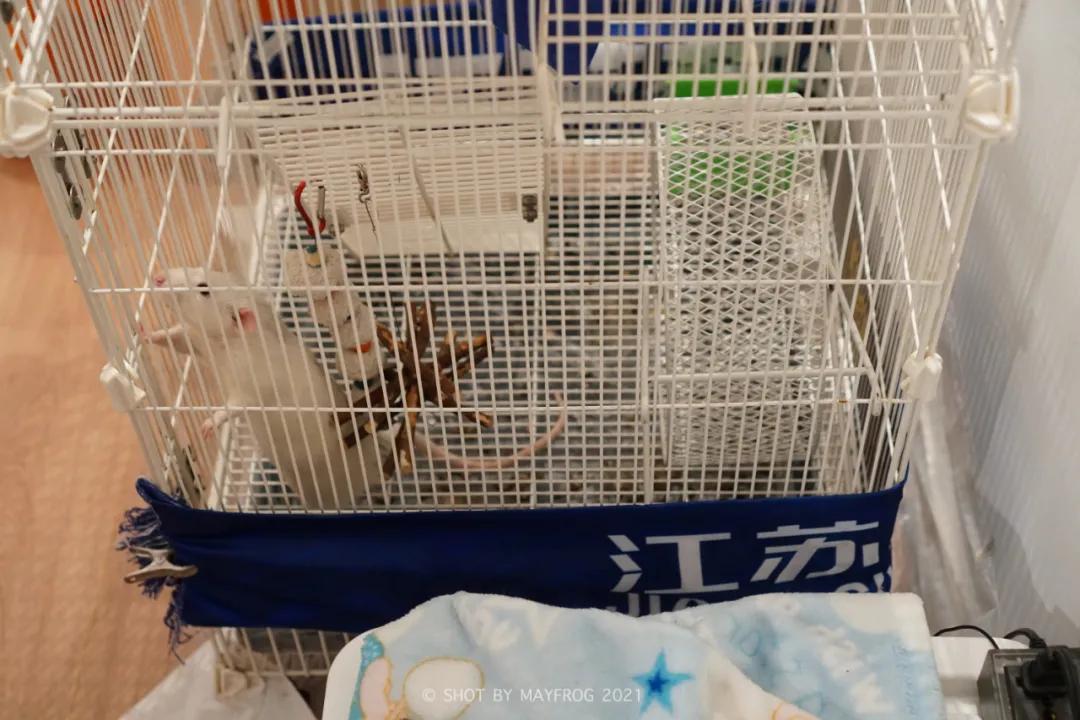 「清明特辑」零首付！月供2块2！江苏队的头七日我尽了绵薄之力