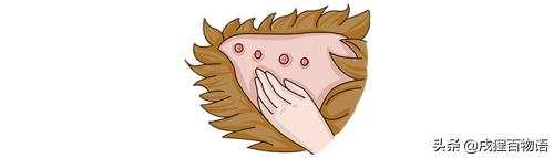 新生奶狗怎么喂养,小奶狗该怎么养