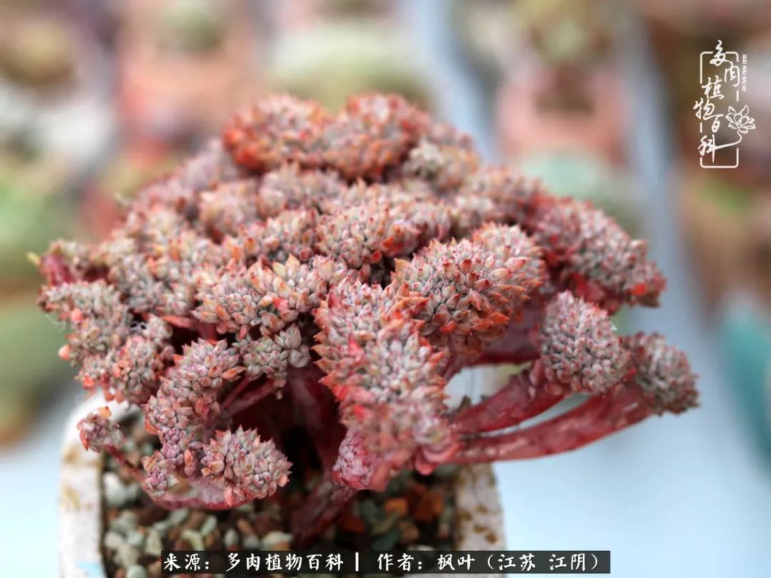 春有约,花不误,多肉与春天有个约会