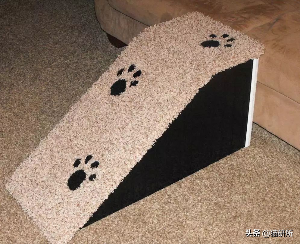 从3方面入手，有效提高老年猫的生活质量