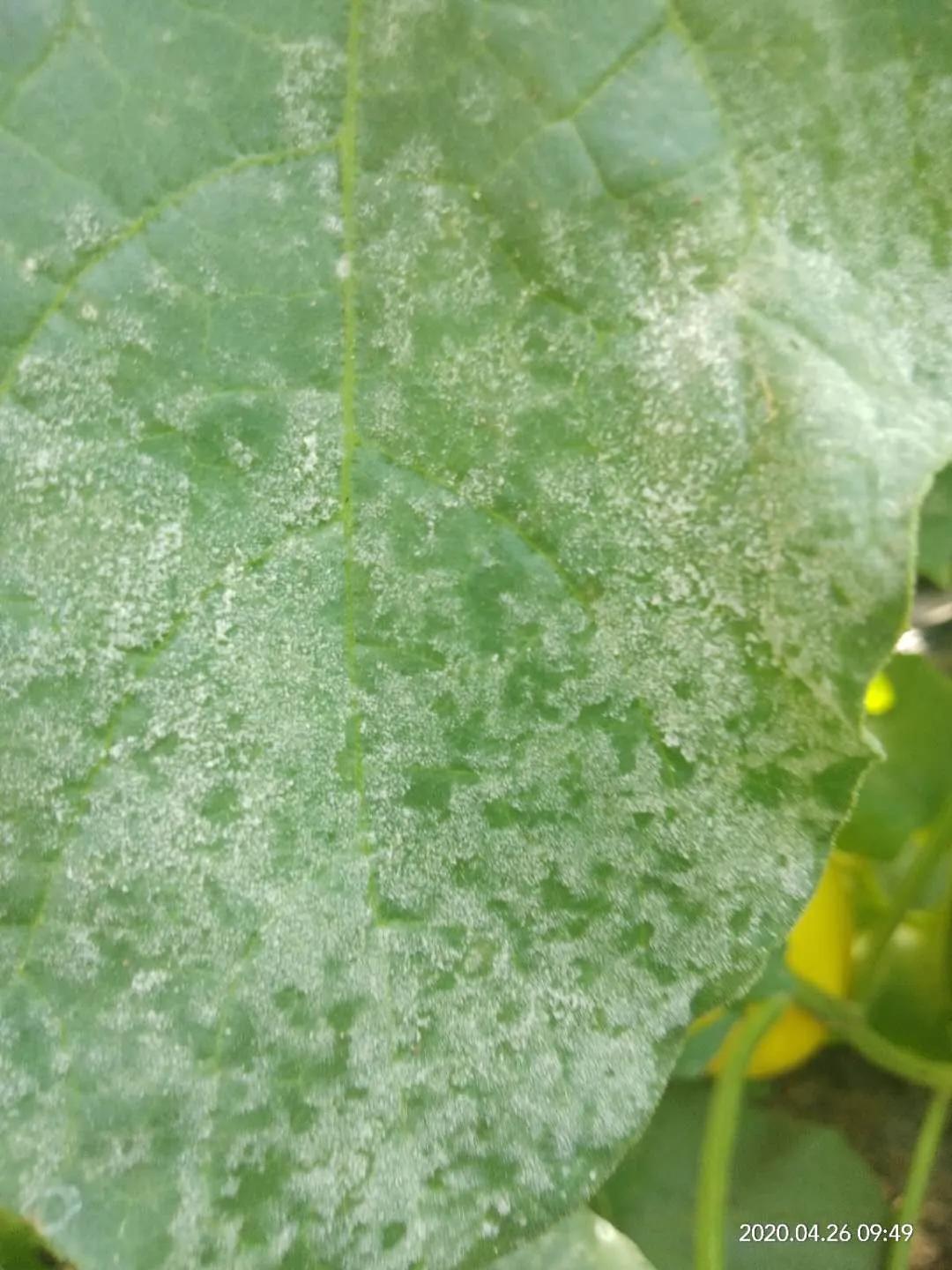 雾霾天气如何防治蔬菜病害,蔬菜低温病害及预防