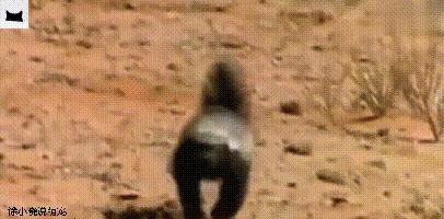 平头哥单挑疣猪完整版,平头哥抓疣猪视频大全