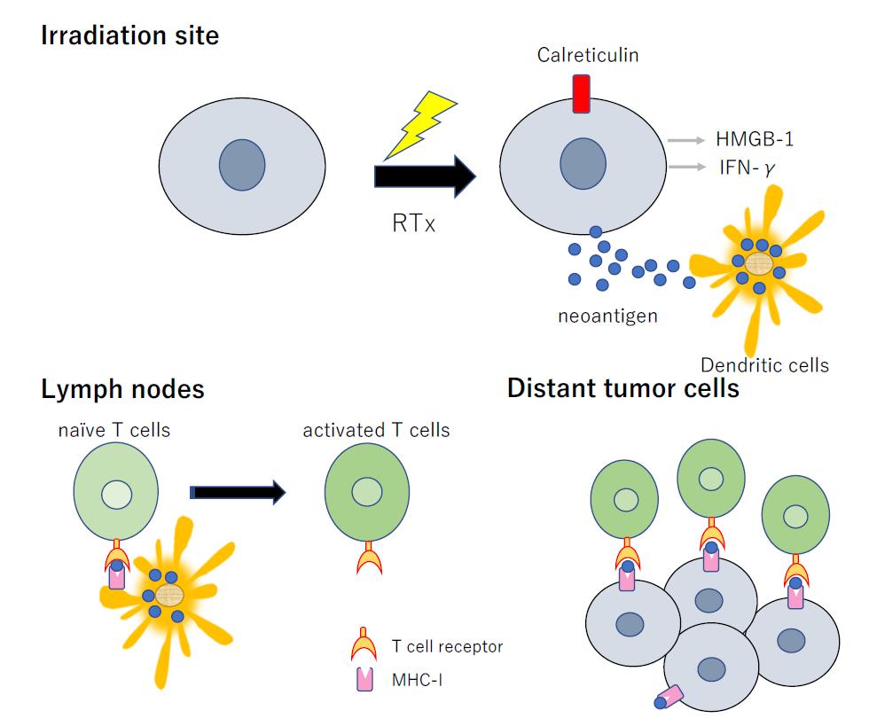 放射-免疫治疗:将肿瘤转换为原位疫苗