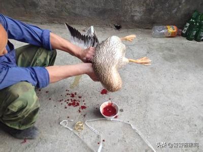 北京烤鸭好吃还是烧鹅好吃,北烤鸭