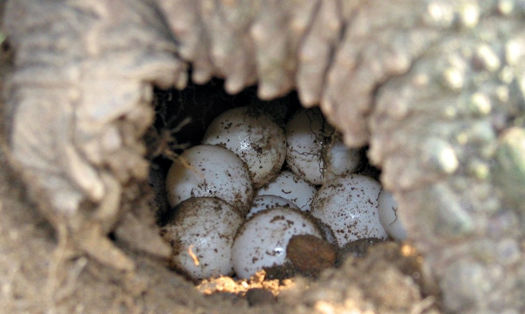 鳄龟的养殖技术和管理书籍,鳄龟如何大批量养殖