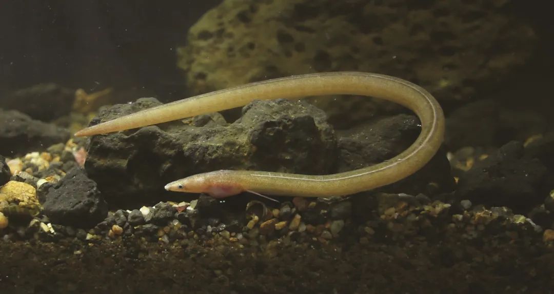 盘点那些大到离谱的淡水鱼,各种淡水鱼你认识吗