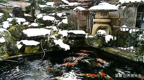 锦鲤春夏养秋冬赏,谈谈锦鲤的春夏秋冬那些事