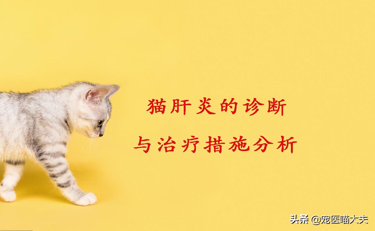 猫咪肝炎的治疗方法,猫咪肝炎比较严重了能治好吗