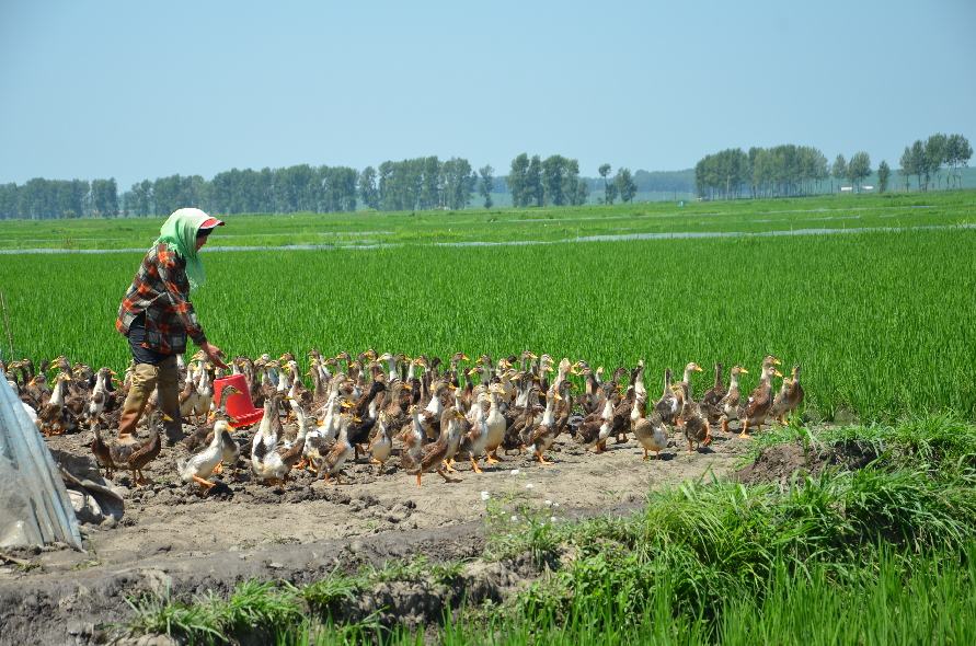 吉林榆树乡村振兴,吉林榆树农业全景