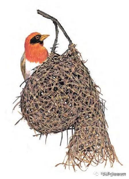 手绘动物地图,探索大自然手绘画