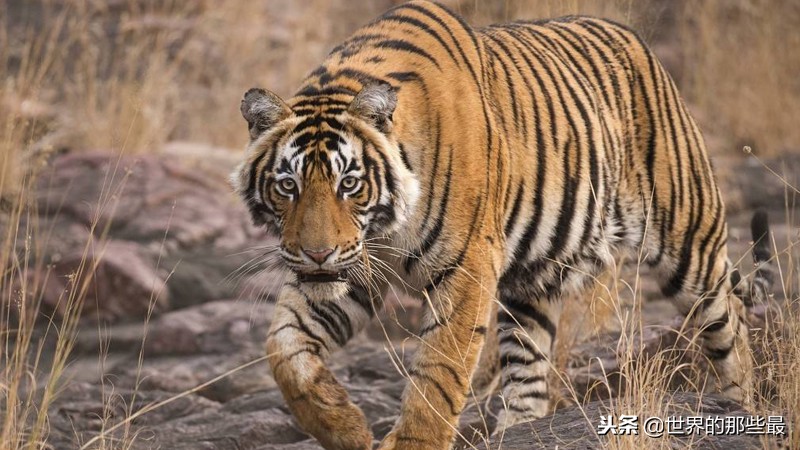 史上最凶猛的老虎捕食猎物,老虎捕食哪里的老虎最厉害