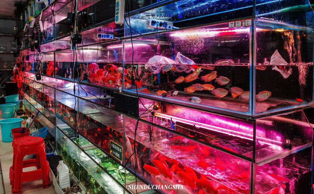 长沙旅游攻略必玩的十大景点介绍,长沙适合秋季打卡的景点