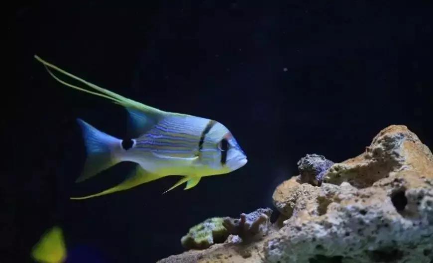 fot海水观赏鱼,fot鱼品种