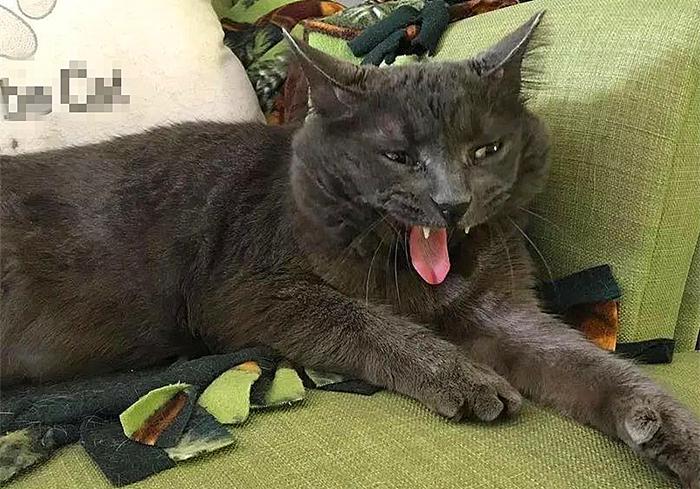 猫咪感冒咳嗽和猫鼻支区别,猫咪咳嗽也是因为猫鼻支吗