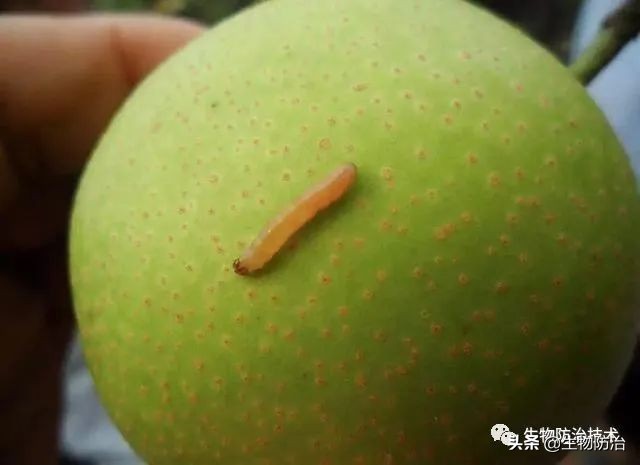 蛀干害虫是钻蛀害虫吗,果树枝干钻蛀害虫图片