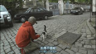 吸猫最高境界图片,吸猫最高境界完整视频