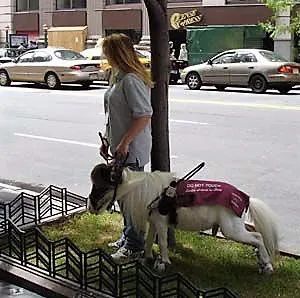 导盲马寿命有多长,导盲马可以看多远