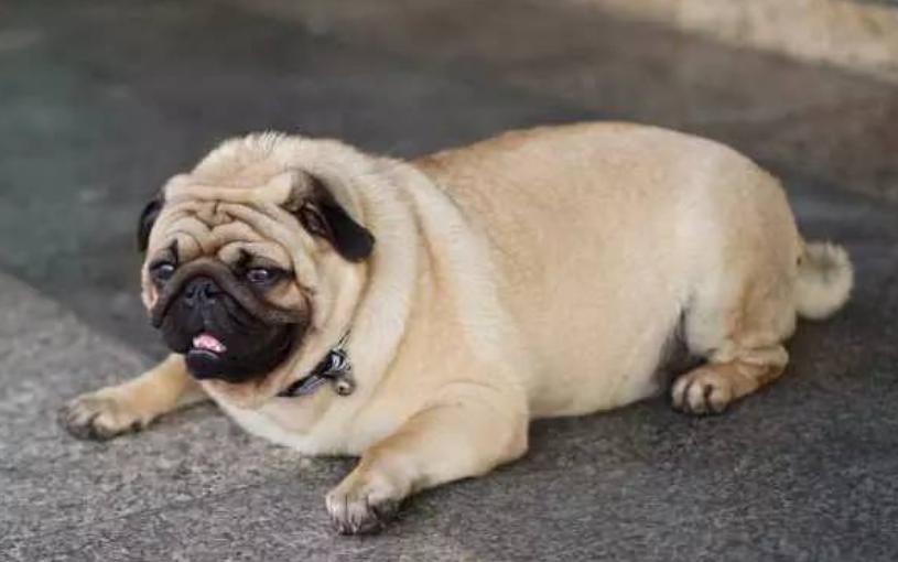 狗腿弯怎么处理图解,狗腿弯曲怎么治疗好