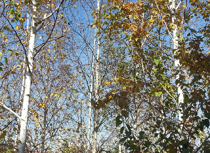 俄罗斯的白桦茸怎么样,白桦茸在俄罗斯叫什么