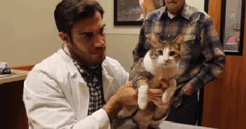 猫咪心脏病引起心衰,猫咪预防心衰