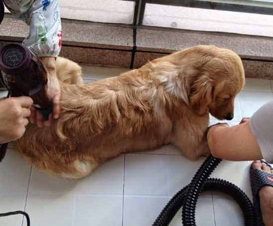 每个铲屎官必备的宠物小技巧,照顾幼犬这6大细节铲屎官别大意