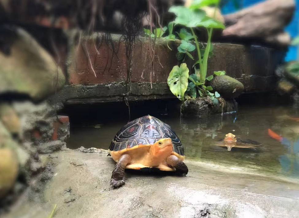 关于乌龟的知识与饲养,乌龟冬眠的科普知识动画片