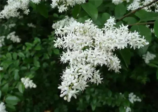 一次性摘各种各样的水果,一次性种很多草莓会怎么样