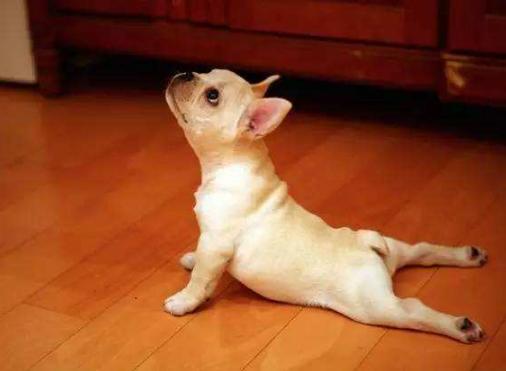 养狗九年狗狗不生病的秘密,养狗八年才知道的狗狗小秘密