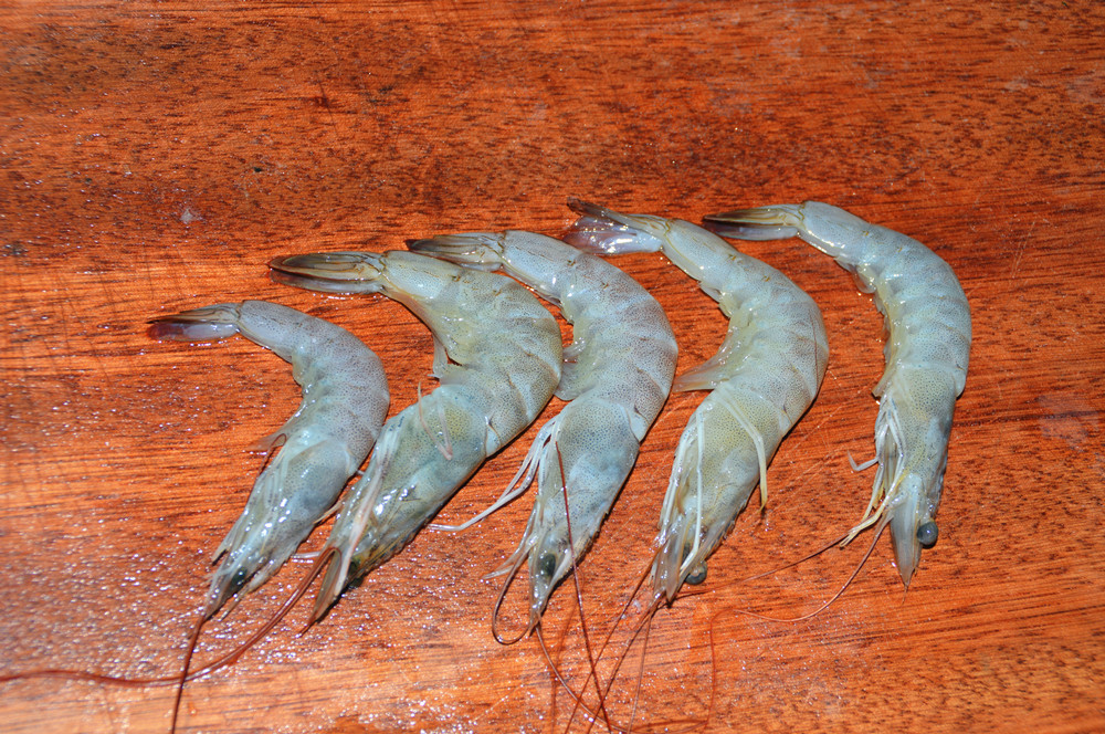 虾里发现寄生虫,虾里面发现虫子