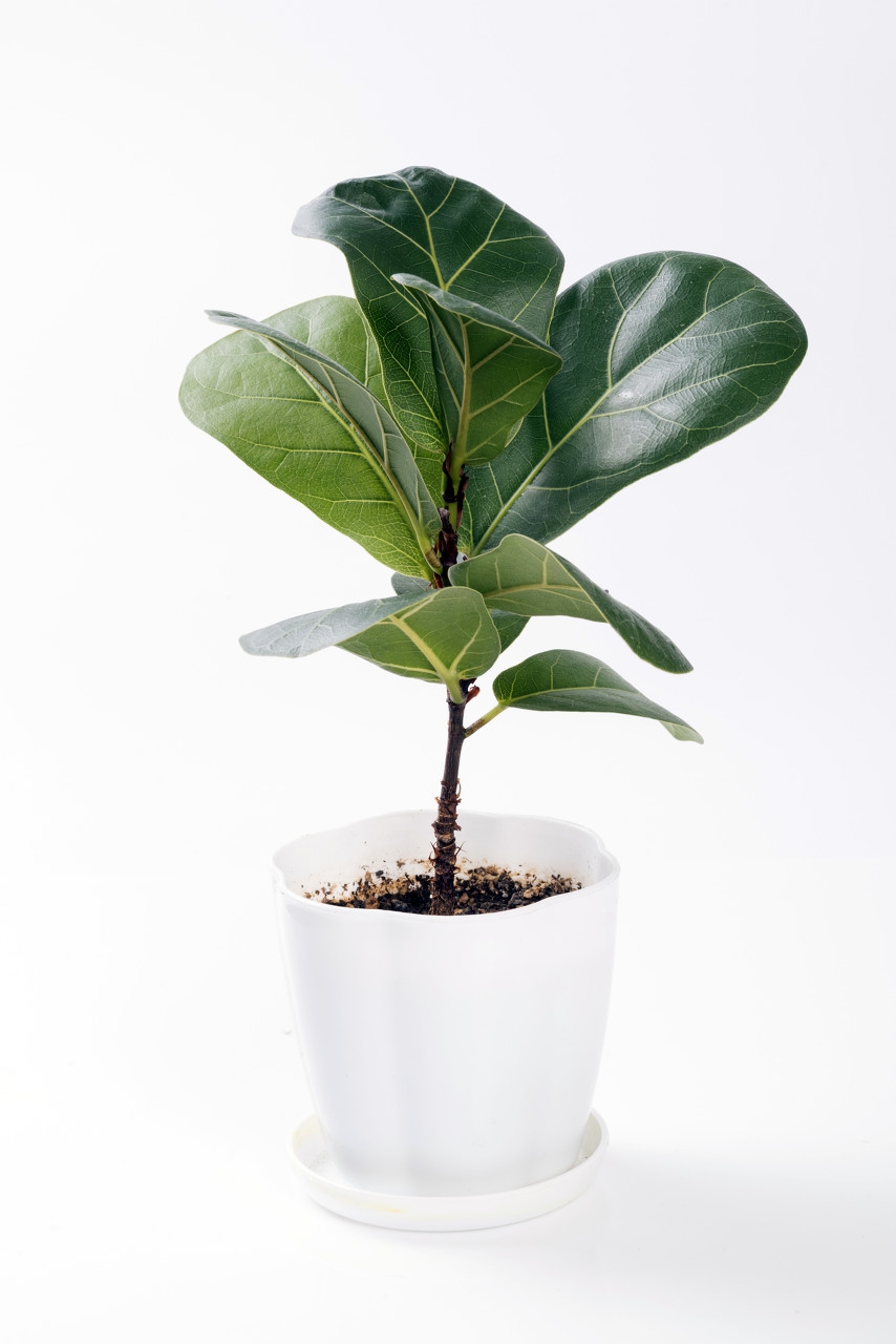 橡皮树栽培在吸水石上,栽培橡皮树花盆