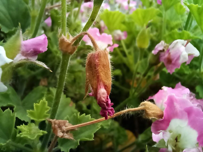 华为畅享20pro是真5g吗,华为5g手机阵营