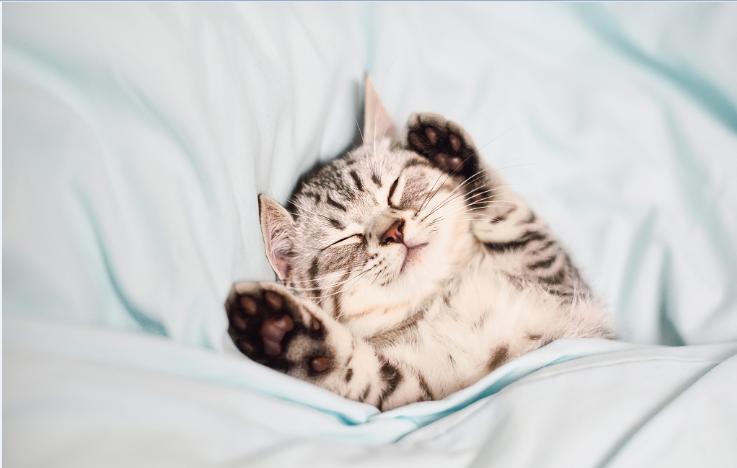 你知道养猫的好处有哪些吗,你知道养猫效应吗