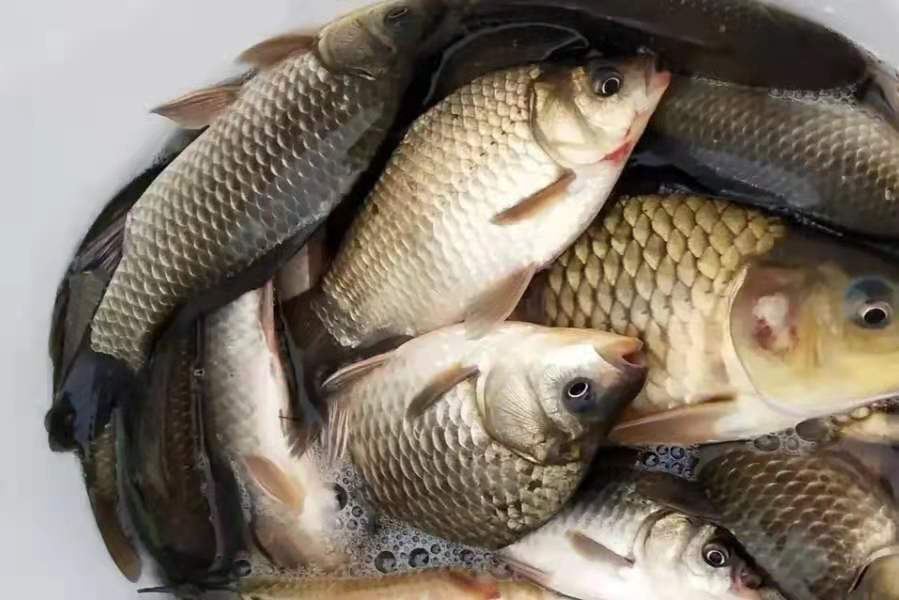 狂拉小鲫鱼,钓小鲫鱼最暴力的方法