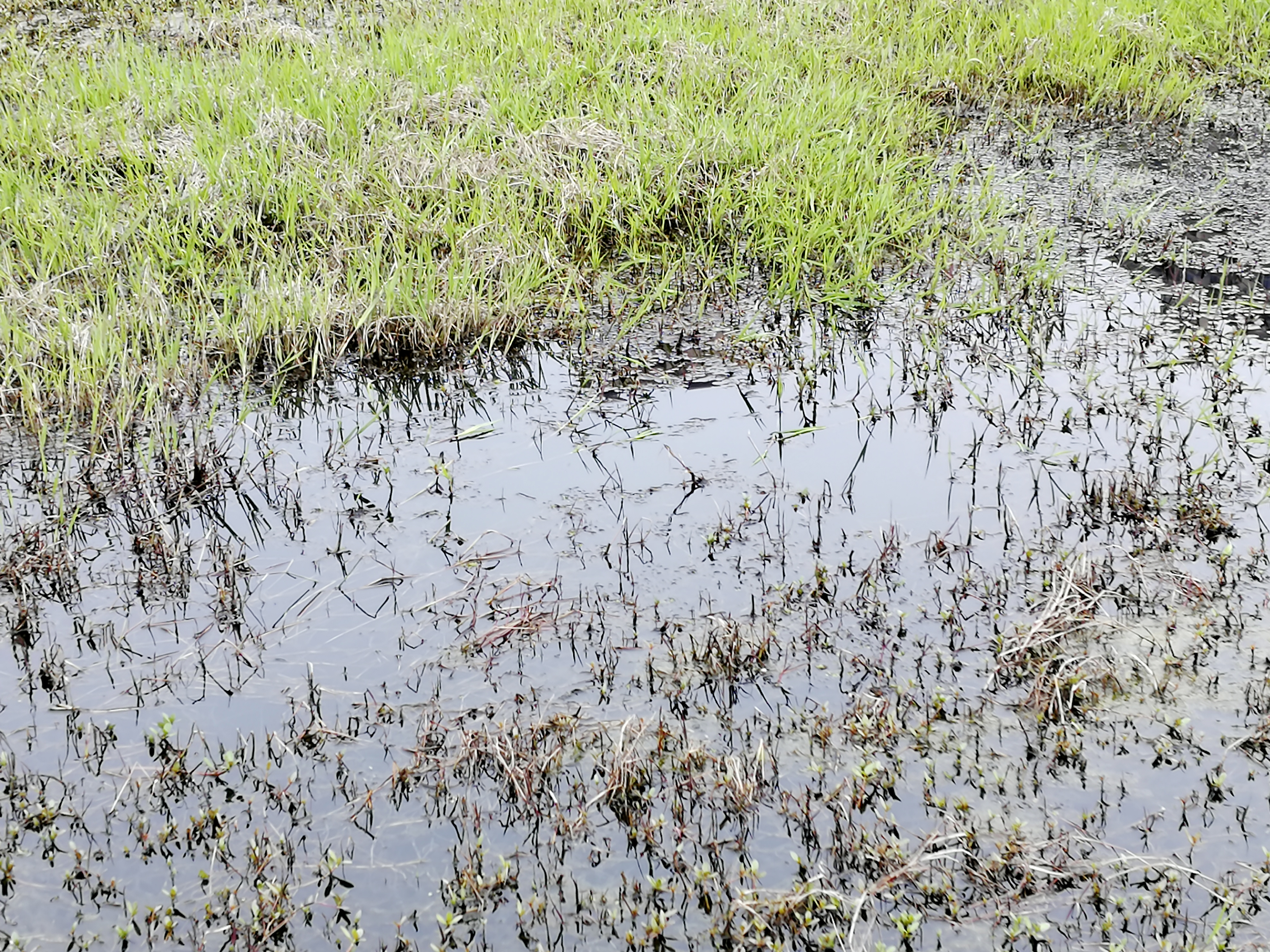 怎样钓黑鱼最好方法,黑鱼垂钓技巧