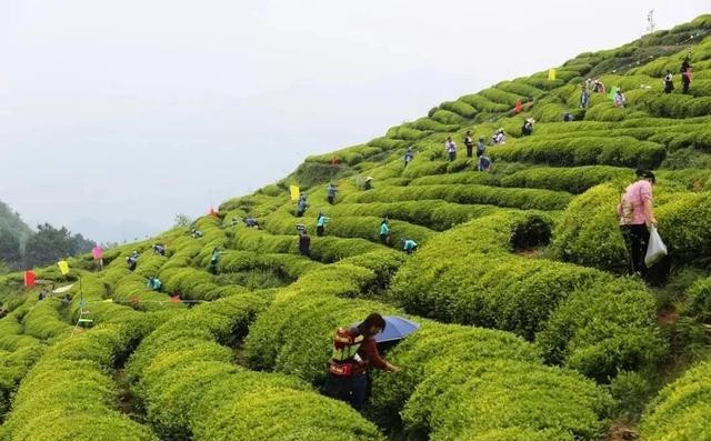 人生如茶少年时,请简要阐述茶圣陆羽的人生经历
