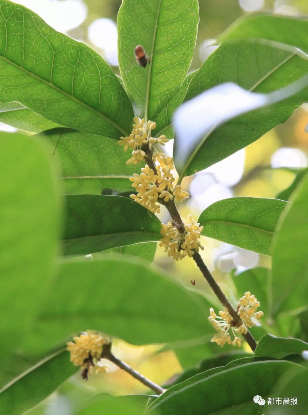 徐州市区桂花地图上线，能看又能吃！趁着十一假期快去吧