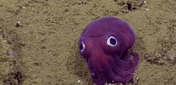 奇特的动物组合玩偶,塑料仿真动物模型小摆件套装