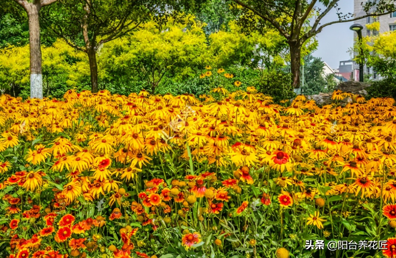 精心种植的一盆菊花非常漂亮,菊花盆栽什么样好看又好养