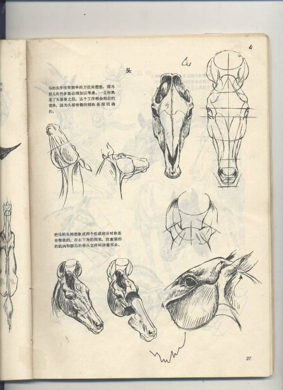 一百幅动物素描,近百幅动物画
